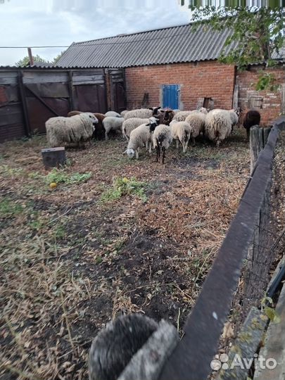 Продаётся молодняк до года