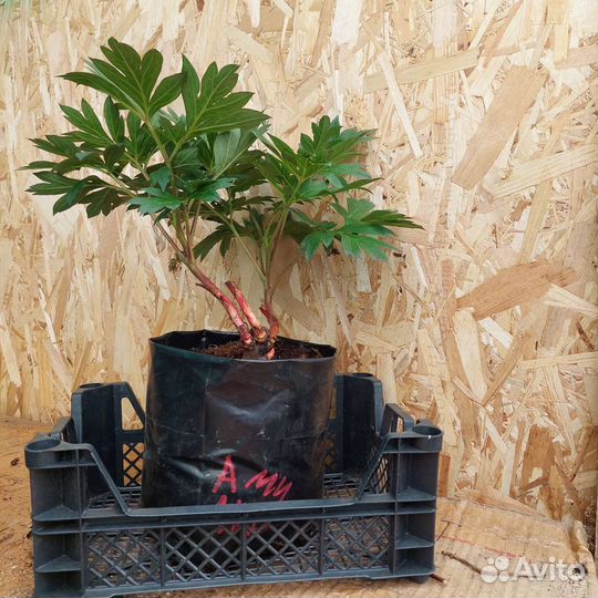 Ами джо, чистый, яркий цвет