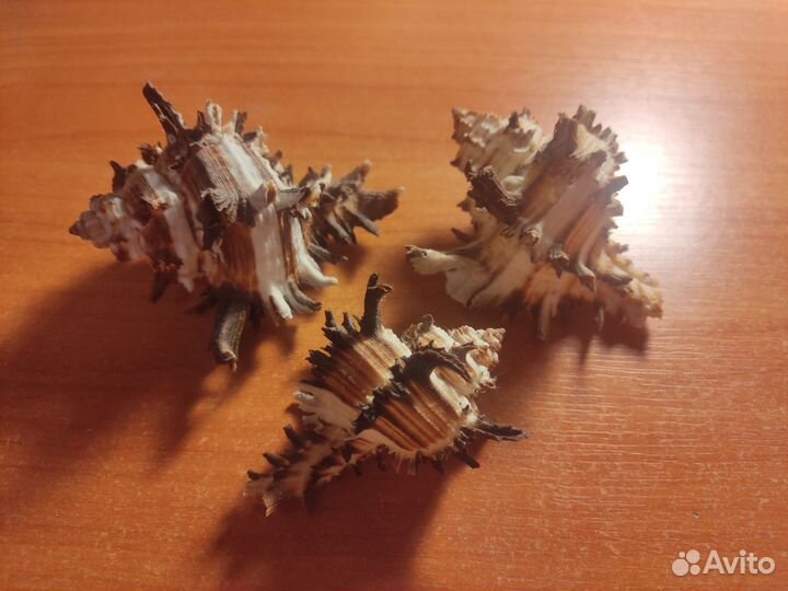 Морские ракушки раковины звезда