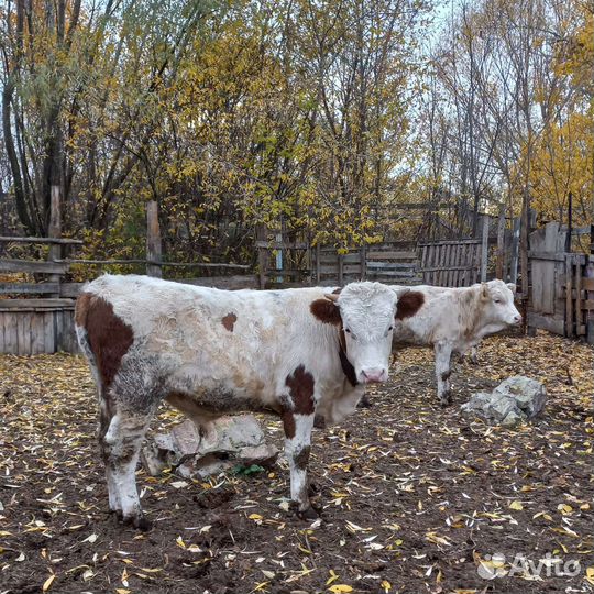 Бычки и быки