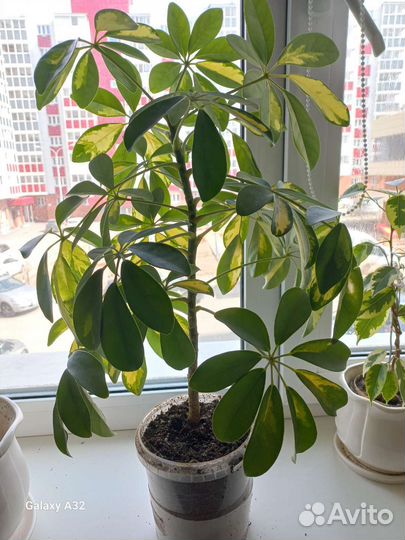 Комнатные цветы шефлера