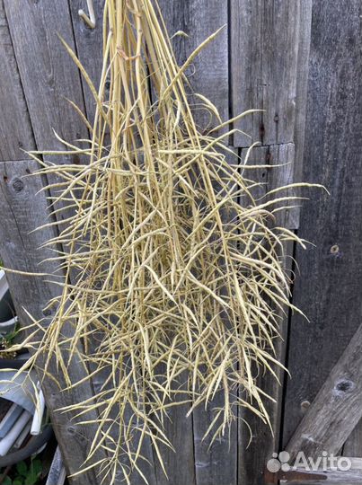 Рогоз и другие сухоцветы