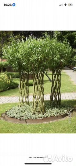 Плетеные деревья из ивы