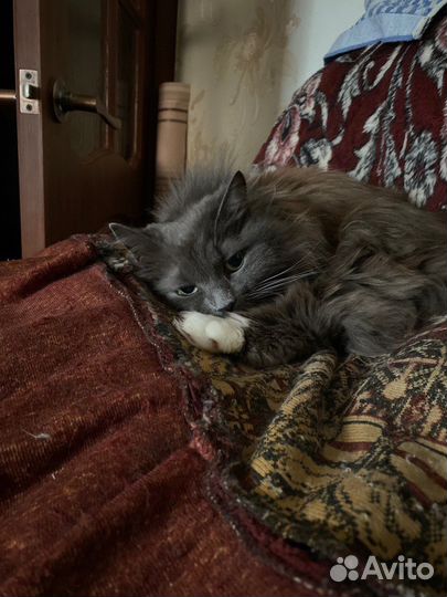 Кошка бобтейл