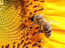 Пчелы для опыления подсолнечника