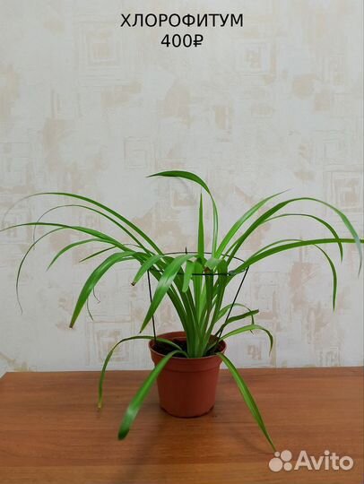 Хлорофитум
