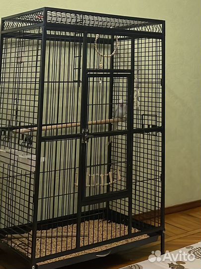 Ожереловый попугай