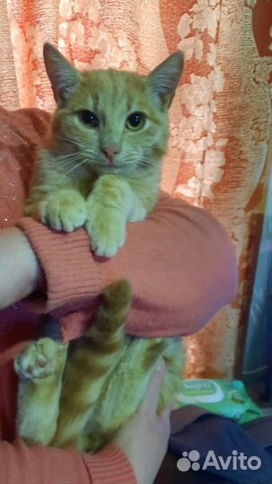 Котик Персик в добрые руки