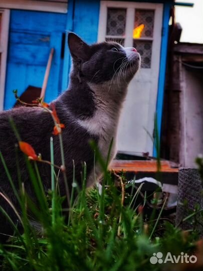 Кошка в добрые руки