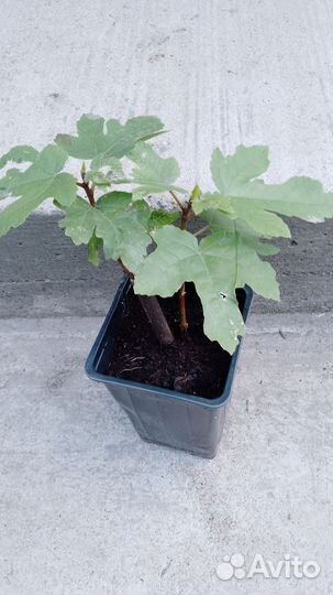 Инжир синий