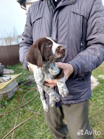 Щенки дратхаара