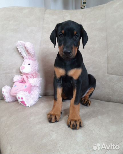 Доберман щенки элитных родителей