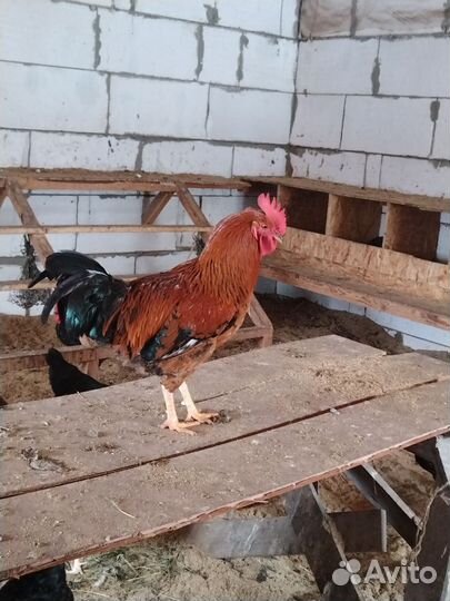 Молодые петухи