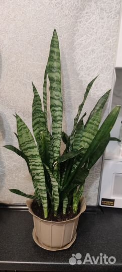 Сансевиерия