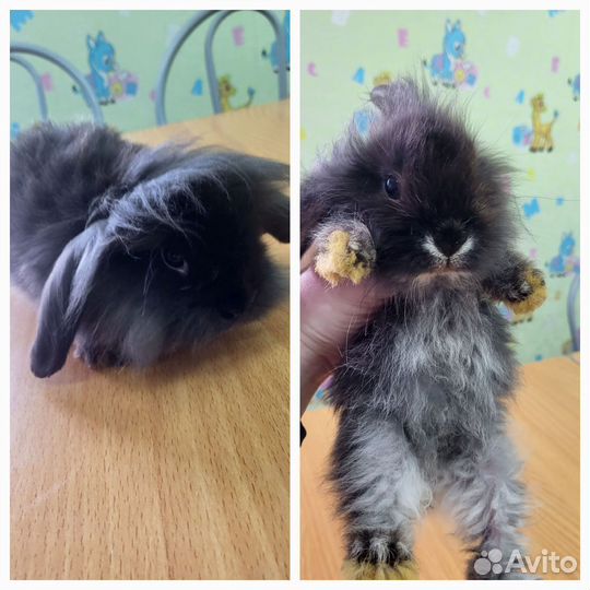 Декоративные карликовые кролики