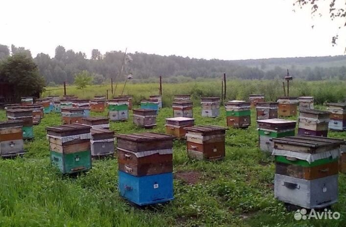 Мёд Алтайский опт