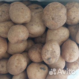 картофель семенной - Авито