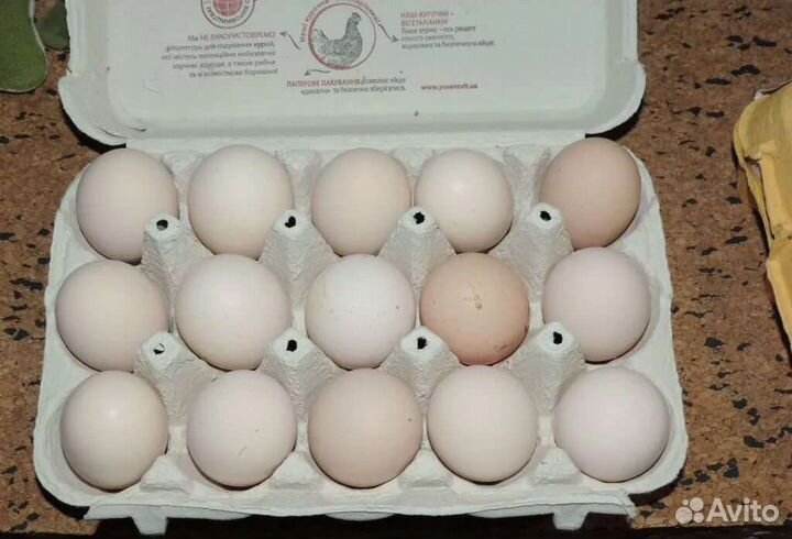 Куры несушки разных пород