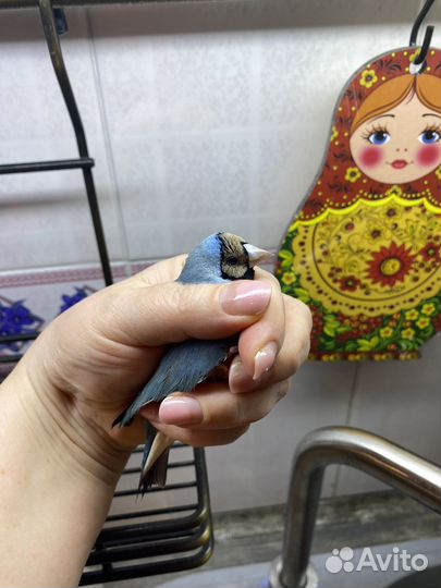 Амадина гульда