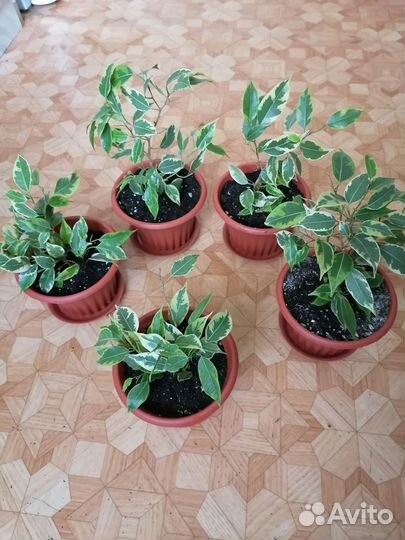 Фикус Бенджамина пестролистный