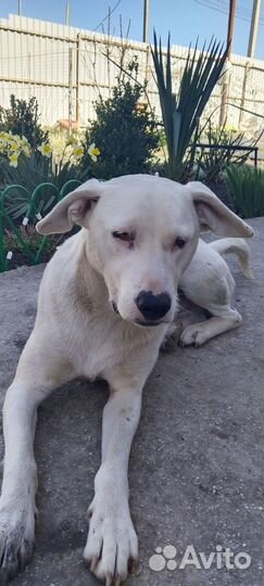 Метис питбуля в добрые руки(9 мес)