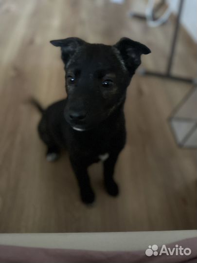 Собака в добрые руки щенок бесплатно большая