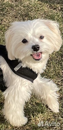 Мальтезе вязка