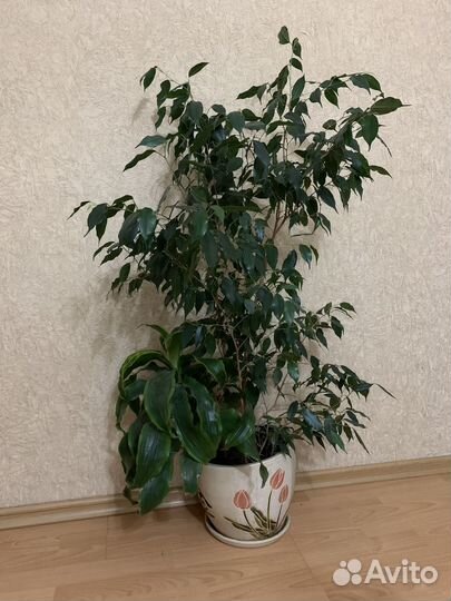 Фикус бенджамина большой
