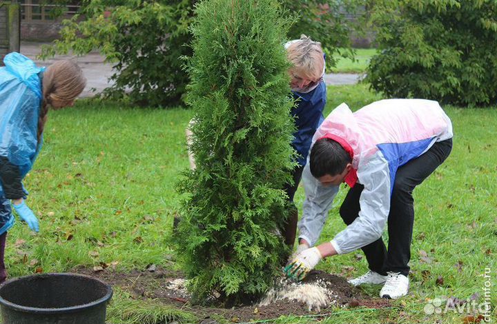 Туи садовые