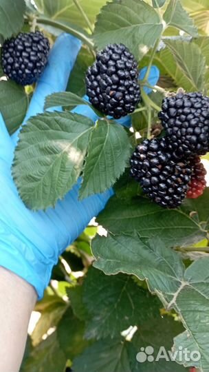 Ежевика ремонтантная
