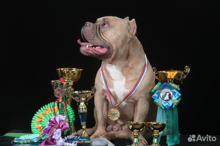 Американский булли вязка