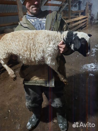 Овцы бараны, дорпер(кросс )