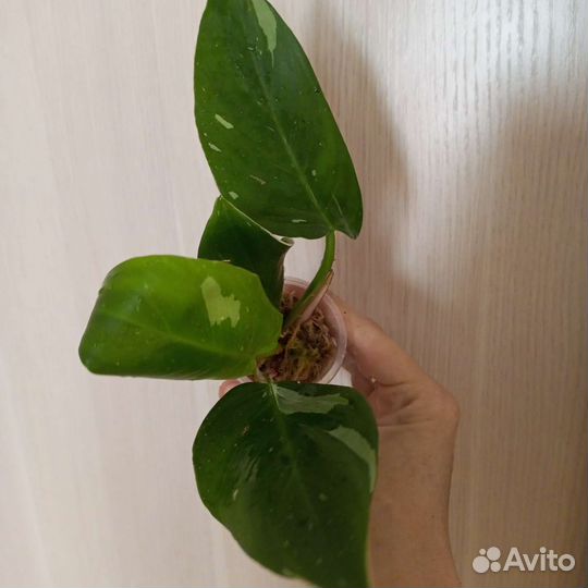 Филодендрон белая принцесса, Фил. бурле макс