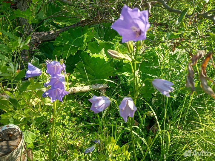 Колокольчики белые, синие разные по высоте