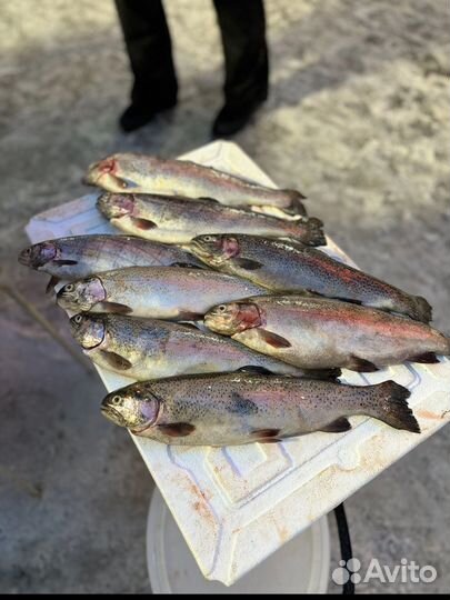 Форель Карельская, от производителя. Опт