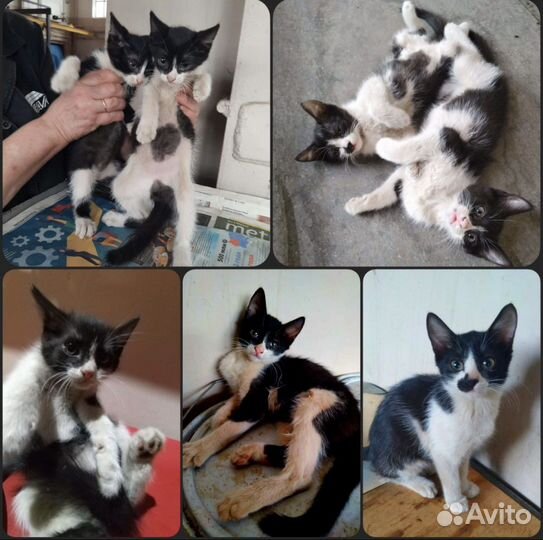 Малыши с завода ищут семью