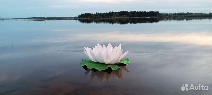 Цветы для фотосессии