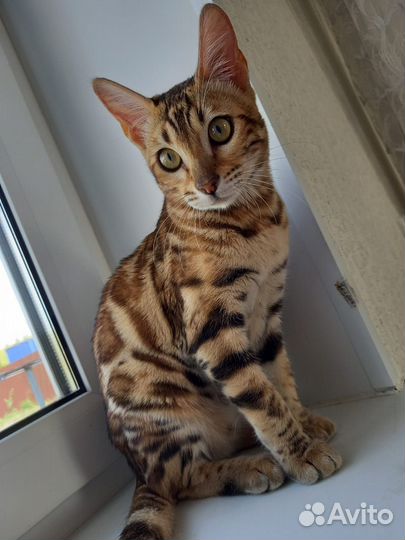 Бенгальская кошка