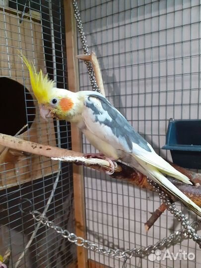 Попугай корелла