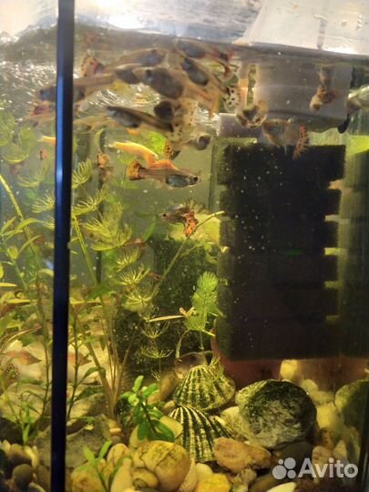 Аквариумные рыбки гуппи