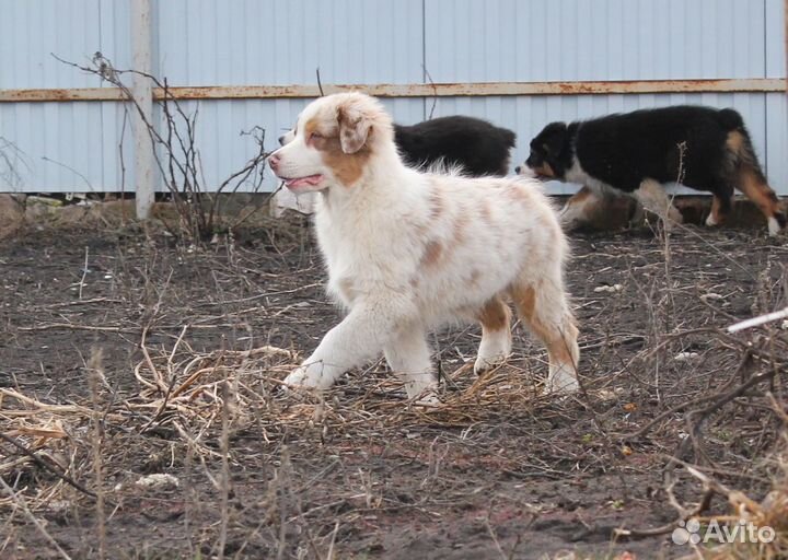 Щенки Аусси