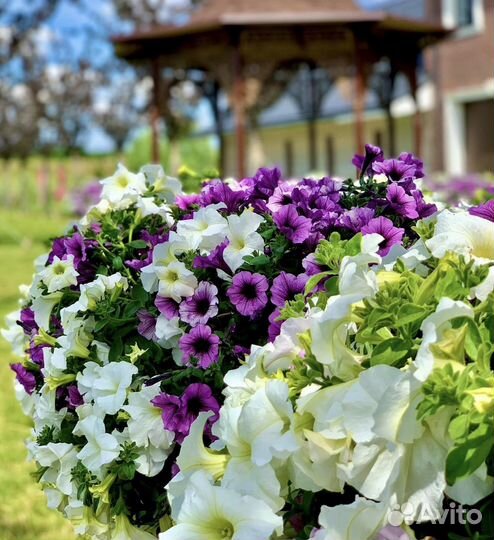Петуния, декоративные цветы, семена