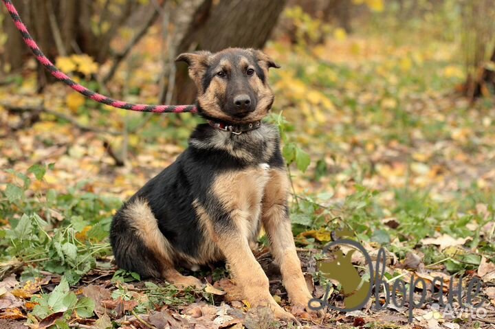 Чипай - песик в самые заботливые руки