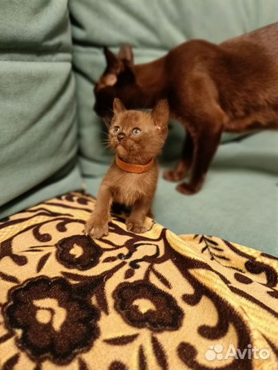 Бурманские котята