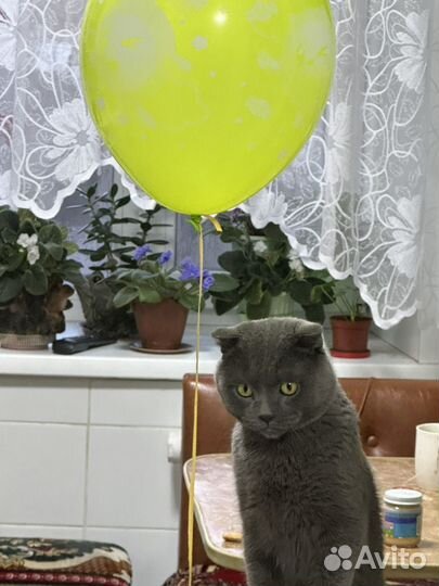 Вислоухий британец 3 года для вязки