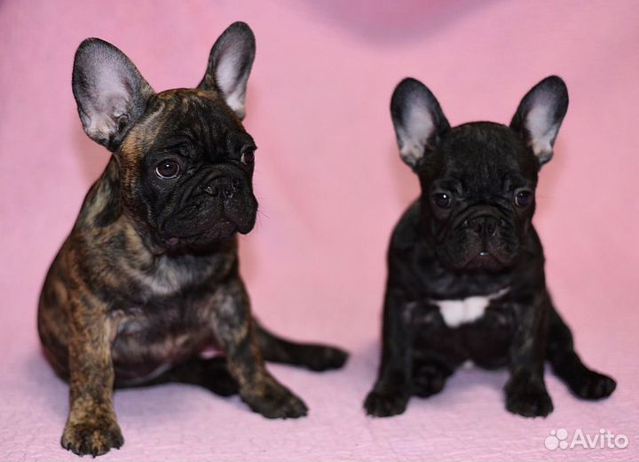 Мальчик и Девочка с родословной