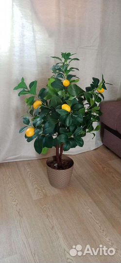 Лимон (ботаническая копия)