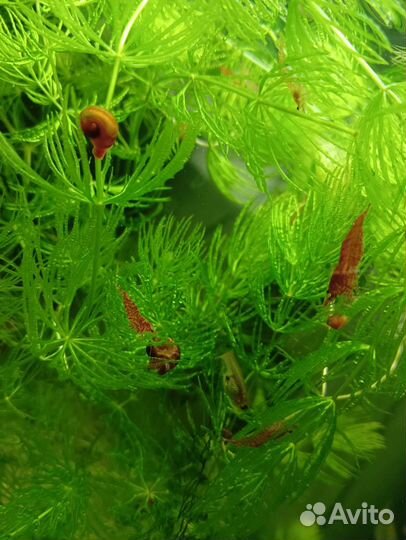 Креветки, роголистик, огненные гуппи