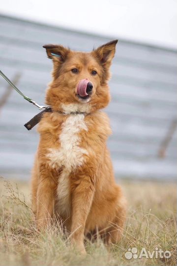 В добрые руки