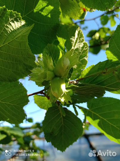 Фундук саженцы (лещина)